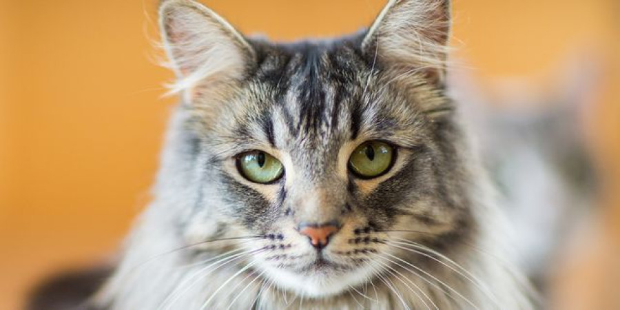 25 Cat Breeds Known for Their Long Lives