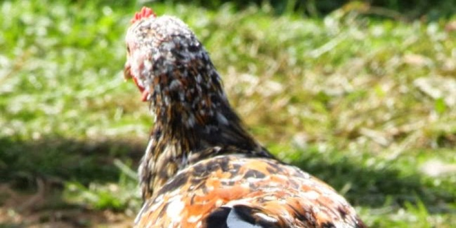 Can a Chicken Have a Stroke? Understanding Neurological Issues in Backyard Flocks