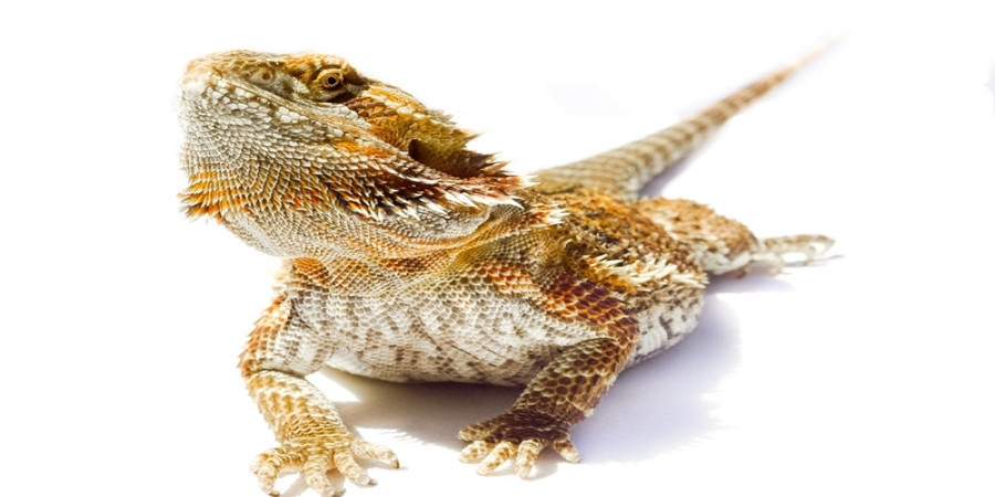 How Long Can Bearded Dragons Survive Without Heat?