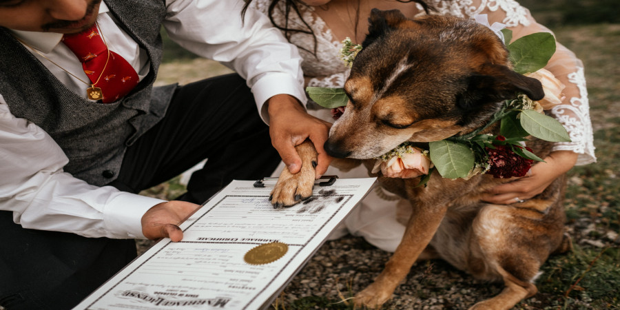 Pawsitively Official: Dogs as Wedding Witnesses in Colorado