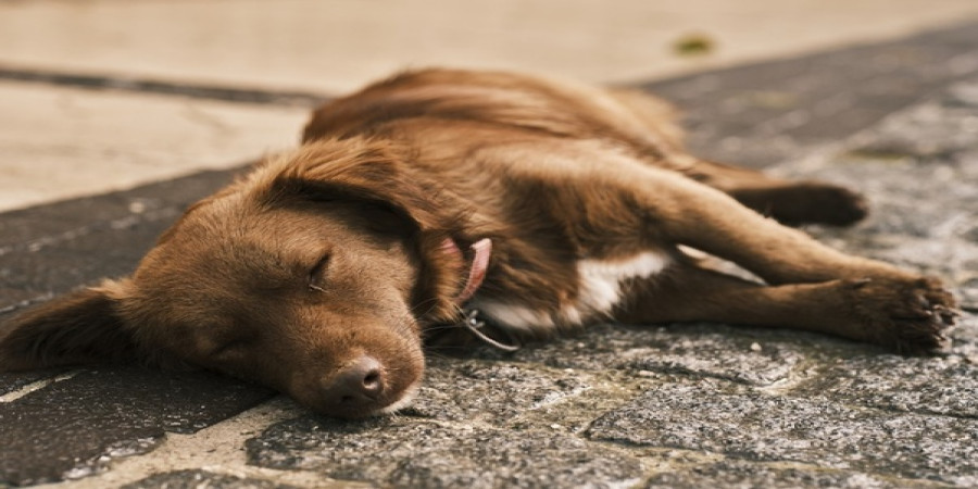 Why Your Dog Suddenly Wants to Sleep Alone: Understanding Changes in Sleep Patterns