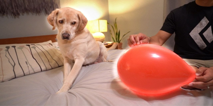 Help! My Dog Hates Balloons – Why and What To Do