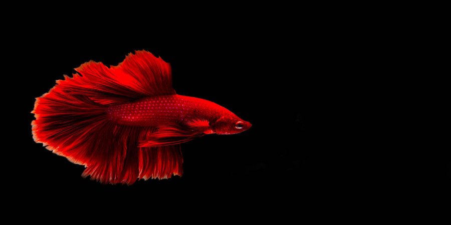 25 Spirited Names for Your Male Betta Fish (With Meanings)