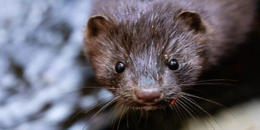 The Secret Lives of Mink: Unraveling the Link Between Habitat and Behavior