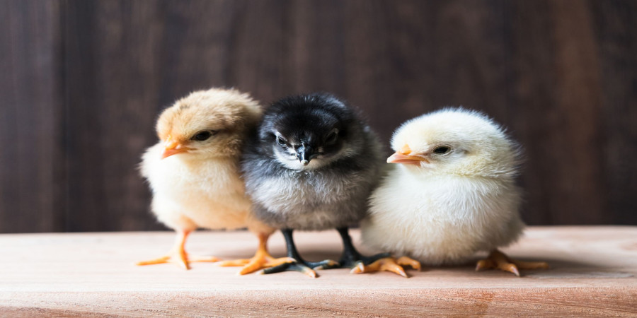 25 Adorable Hen Names and Their Meanings