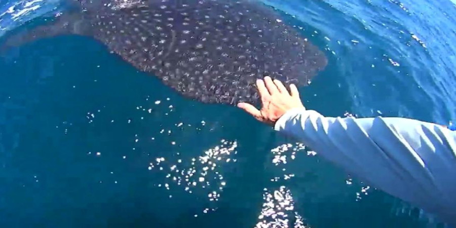 Is It Illegal to Touch a Whale Shark?