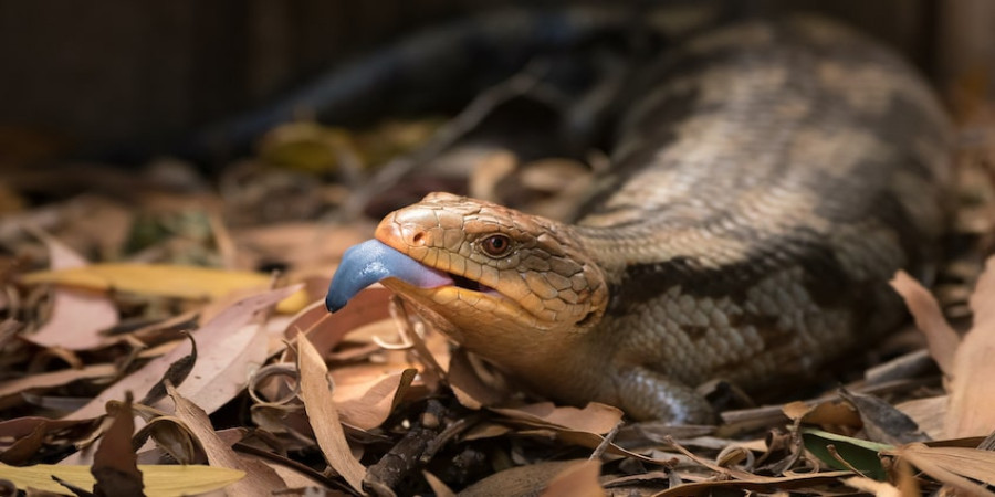 Monitor Lizards vs. Cobras: Unraveling the Myth of Venom Immunity