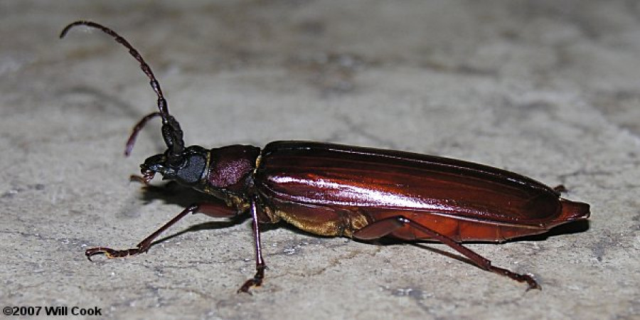 Common Beetles of North Carolina: A Field Guide