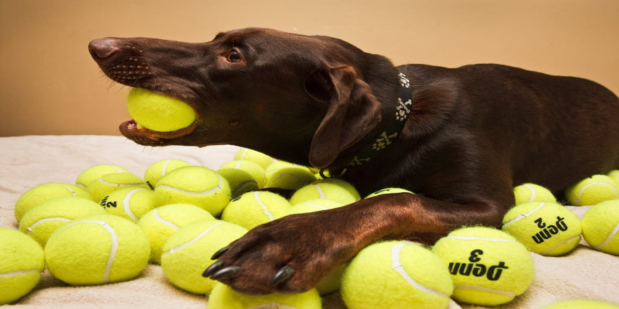 Diary of a Ball Addict: Life with a Fetch-Obsessed Dog