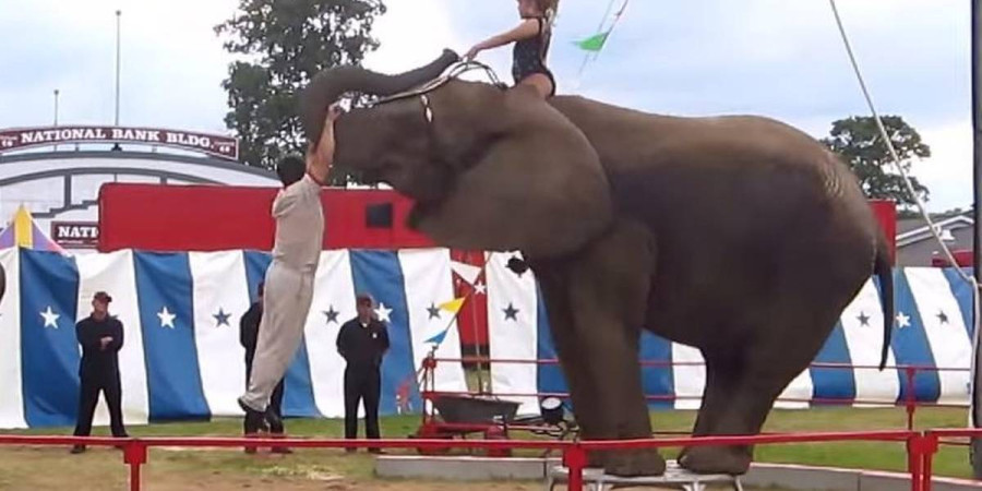 The Great Pages Circus: A Legacy of Animal Abuse