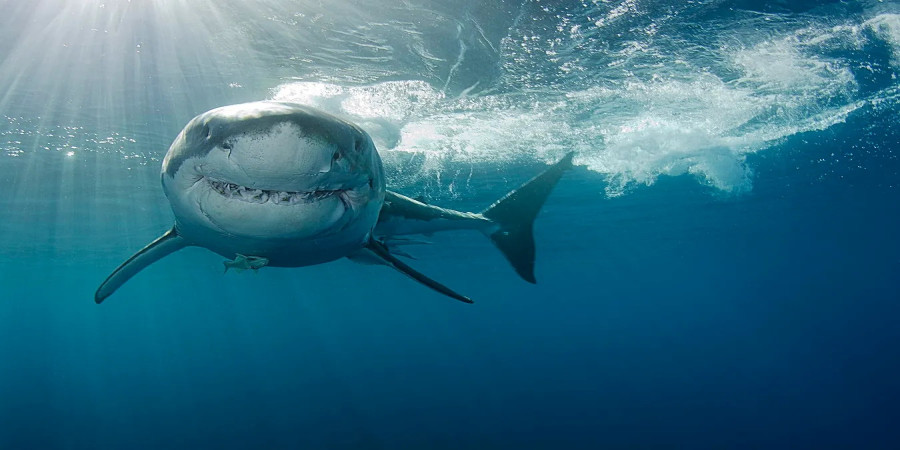 Shark Week All Year Round? The Truth About Great Whites Near Catalina