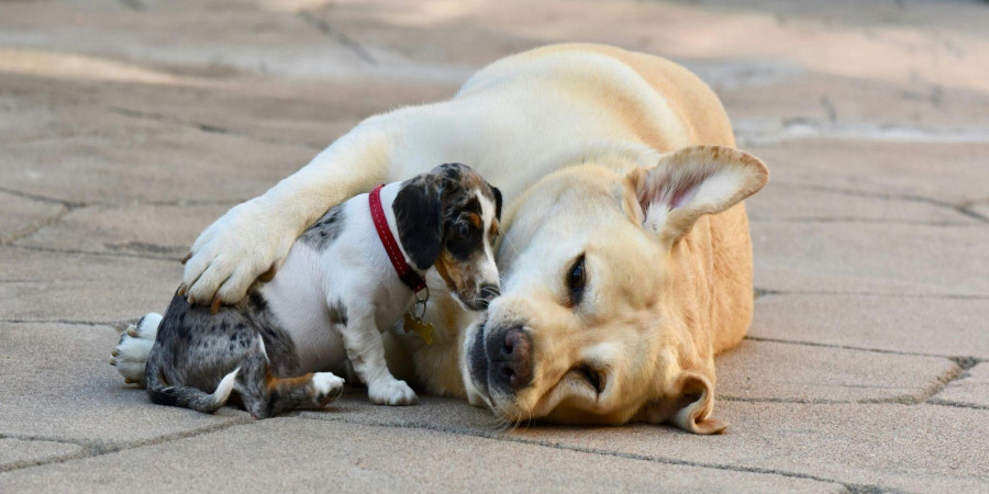 Why Does My Dog Knead? Unraveling the Mystery