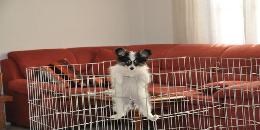 Help! My Puppy Keeps Climbing Out of Their Pen