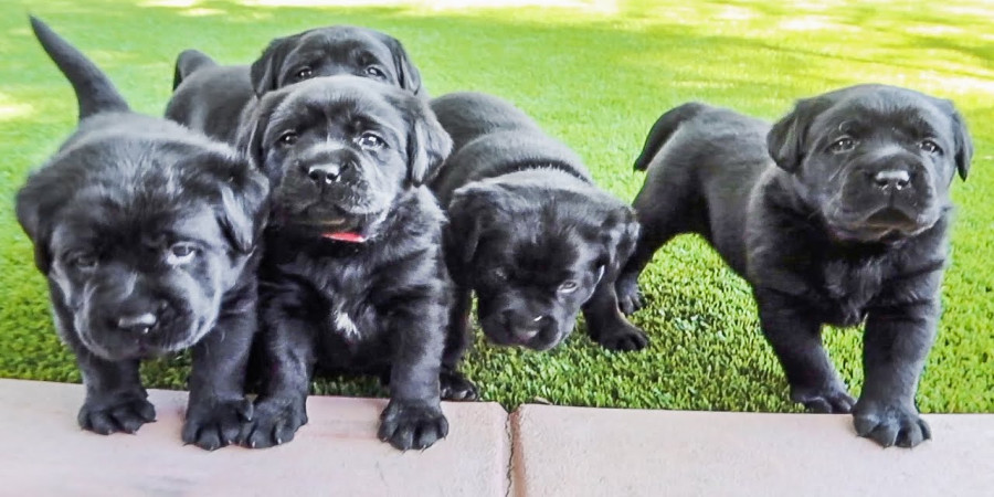 The Charming Black Lab with a White Chest: A Classic Combination