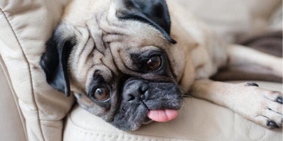 The Lolling Tongue: A Sign of Relaxation or Something More in Dogs?