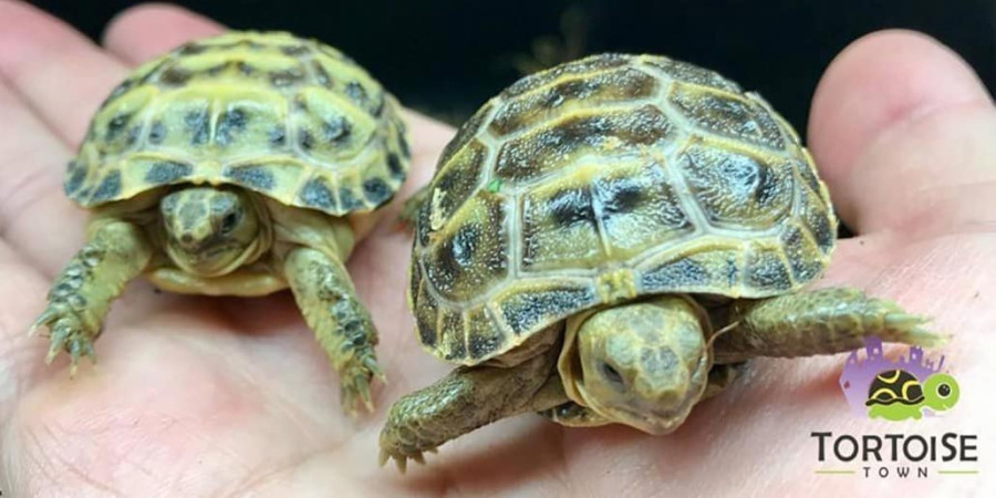 So You Want a Russian Tortoise? Unveiling the Costs