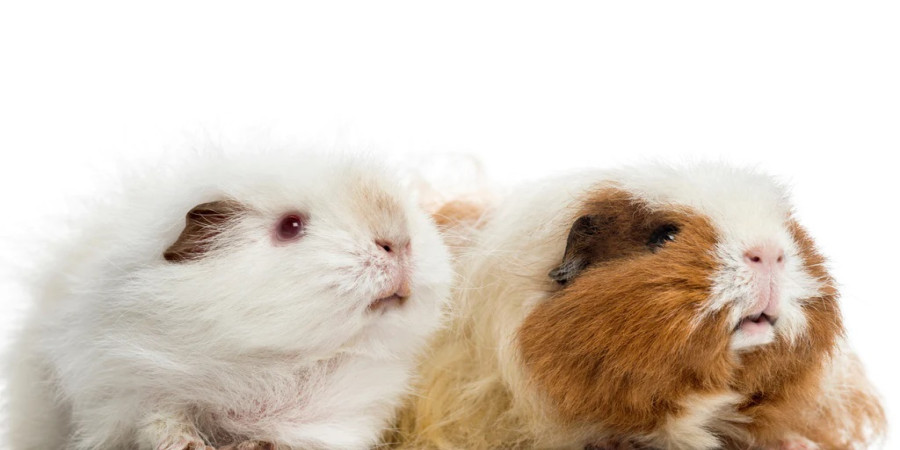 25 Adorable Names for Female Guinea Pigs (and Their Meanings)