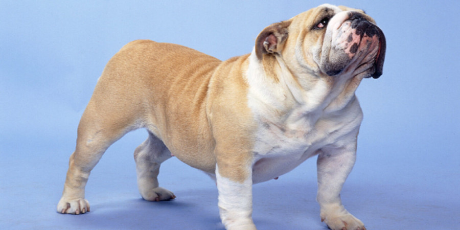 30 Spirited Names for Your British Bulldog (With Meanings)