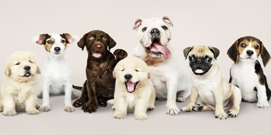 Hold the Ice, Please: Why Ice Water Isn't Ideal for Dogs