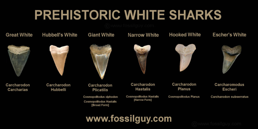 How Big Does a Great White Shark Tooth Get?