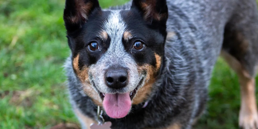 25 Perfect Names for Your Blue Heeler (With Meanings)