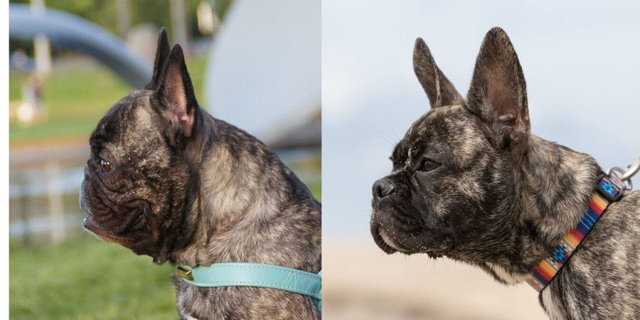 French Bulldogs with Longer Snouts: A Healthier Future for the Breed