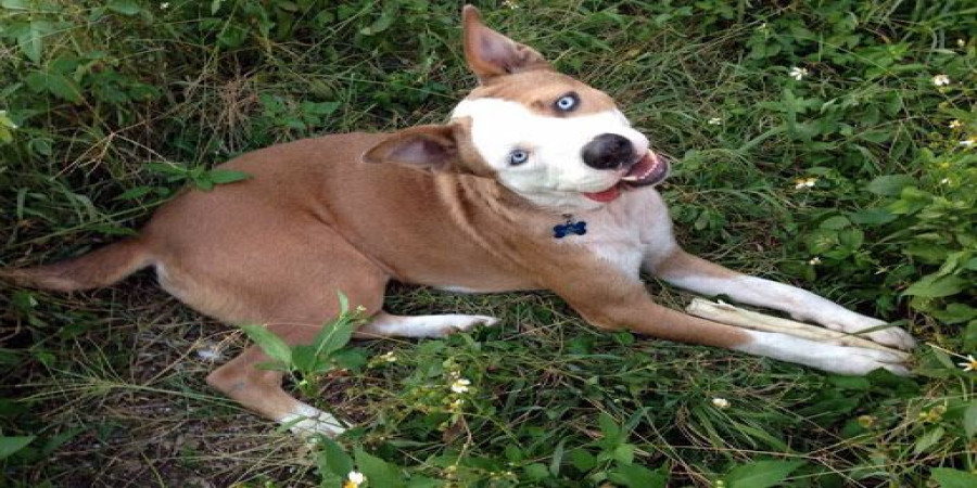 The Husky Bulldog Mix: A Unique and Energetic Hybrid