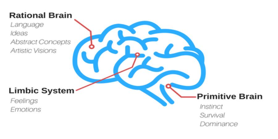 Outsmarting Your Ancient Wiring: How to Overcome Your Primitive Brain