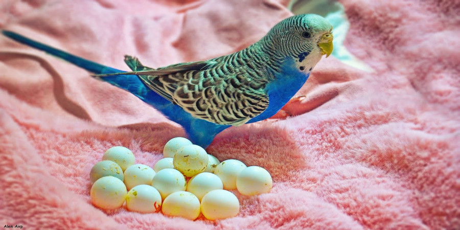 Can You Eat Parakeet Eggs?  A Safety and Ethics Guide