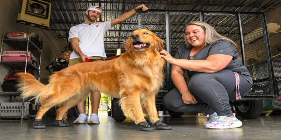 Johnathan Lower and Teddy: A Tale of TikTok Fame and Luxury Doghouses