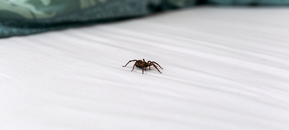 Found a Spider in Your Bed? Here's What to Do