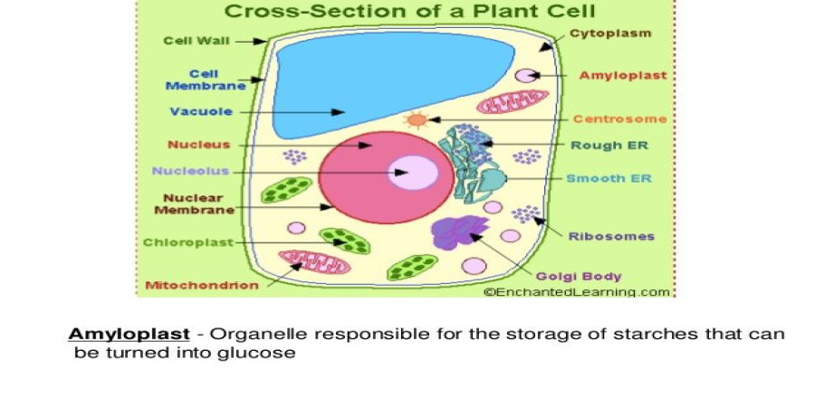 Exploring the Inner Workings of an Animal Cell: A Cross-Sectional View