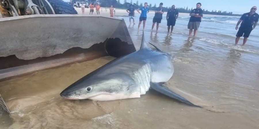 Great White Shark Washed Ashore: Understanding Beachings and Staying Safe