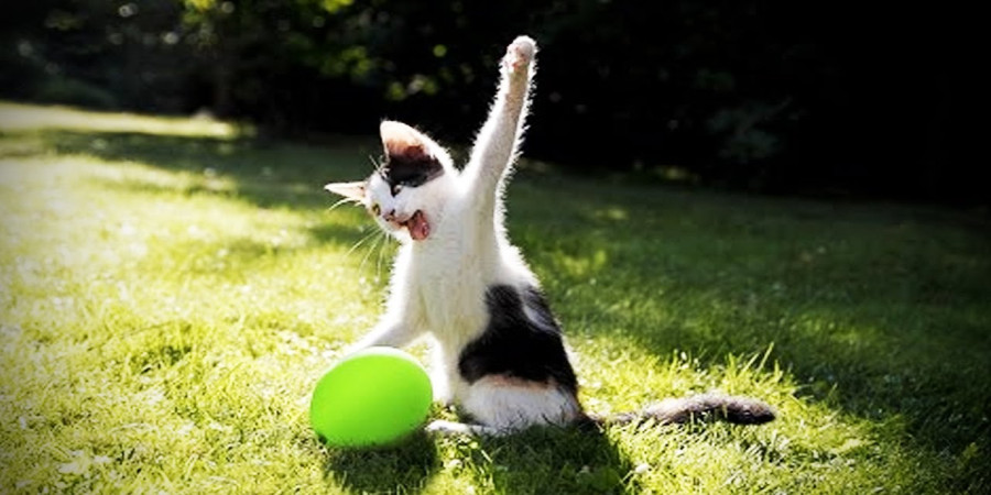 Are Cats Scared of Balloons? Understanding Feline Fears