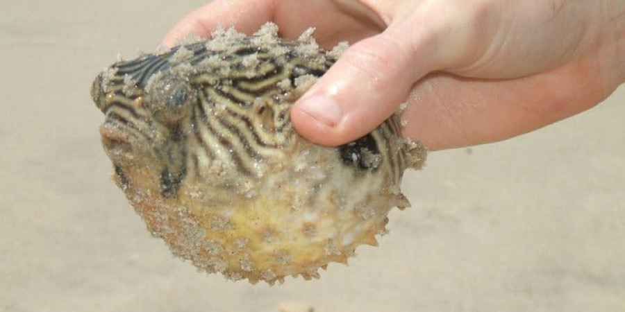 Help! I Touched a Pufferfish - What Now?