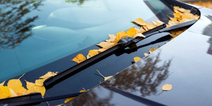 Removing Leaf Stains from Your Car: A Simple Guide