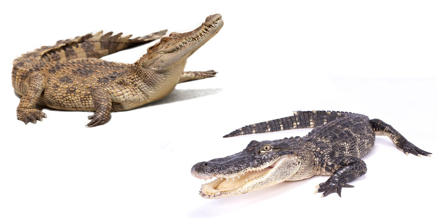 25 Powerful Alligator Names (with Meanings)