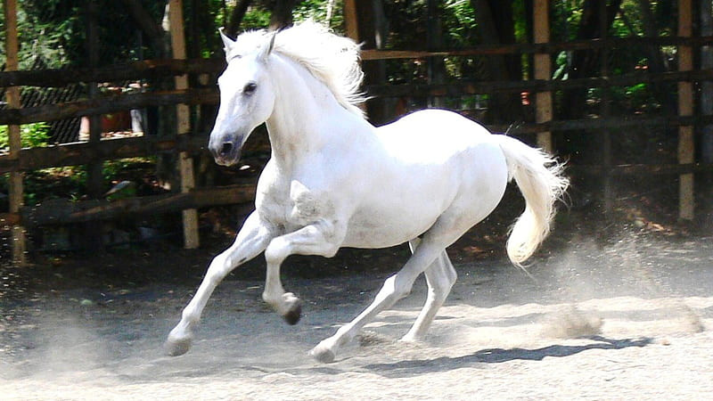 30 Elegant Names for Your White Mare (With Meanings)