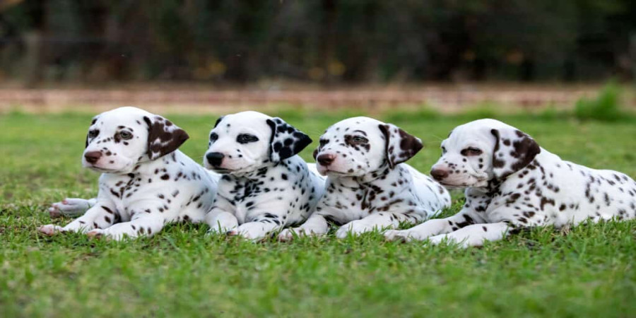 Do Dalmatians Shed? A Guide to Managing Your Spotty Friend's Coat