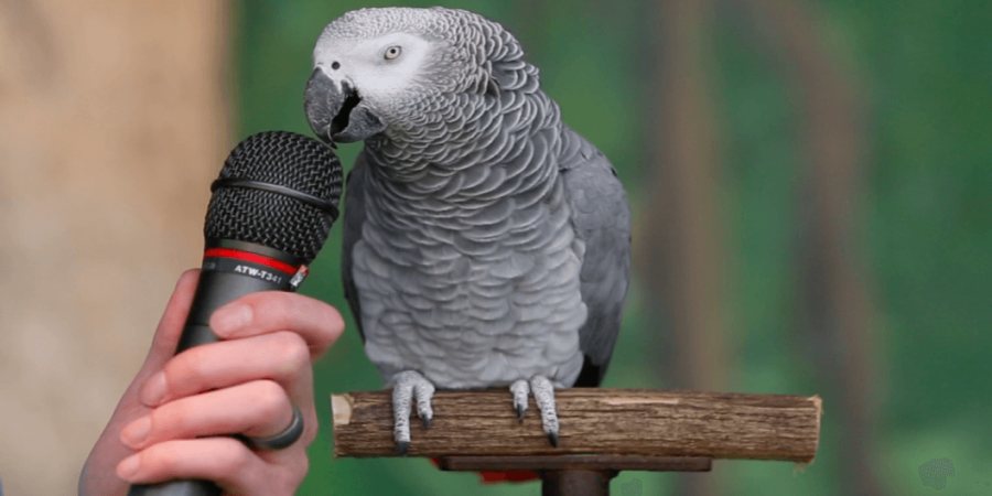 What's Smarter Than a Talking Bird? Exploring Animal Intelligence