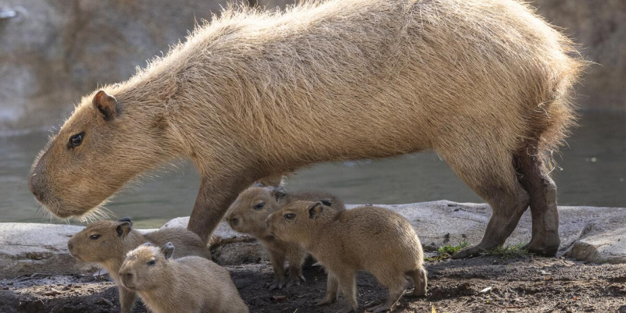 The Cost of Capybara Companionship