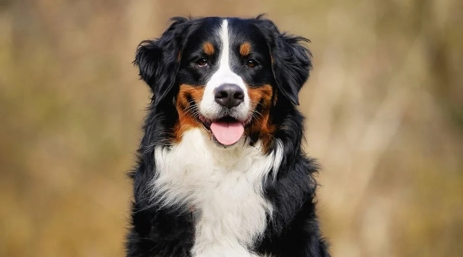 The Bernedoodle: A Gentle Giant with a Playful Spirit