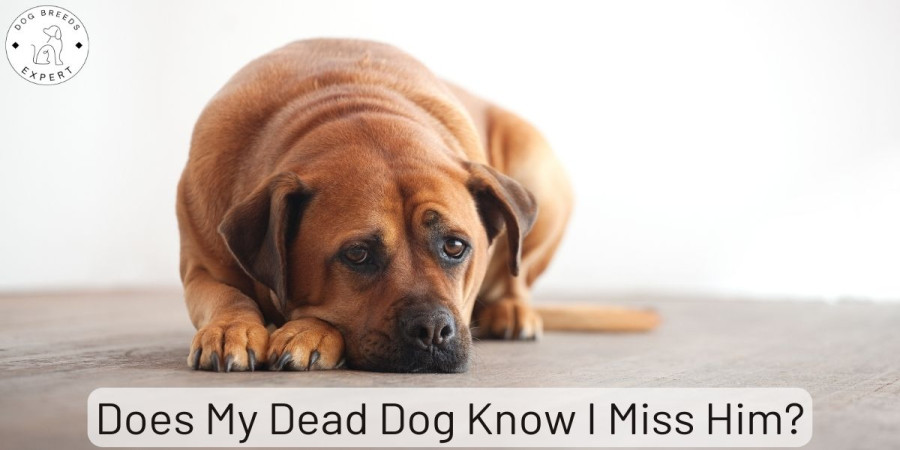 Does My Dog Know I Miss Him? Exploring Grief and Connection After Loss