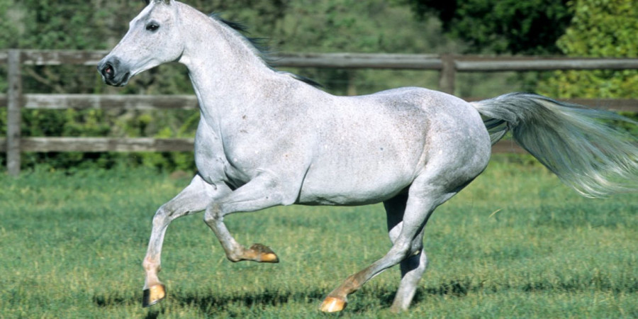 25 Show Horse Names (With Meanings) to Inspire Your Choice