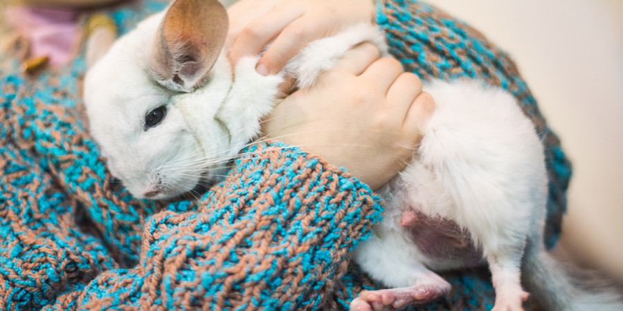 25 Adorable Names for Your Pet Chinchilla (and Their Meanings)