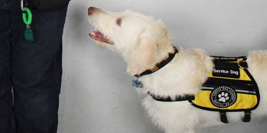 Diabetic Alert Dog Training Kits: What to Know