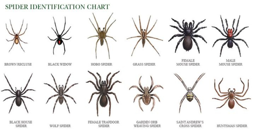 Often Confused: Brown Recluse vs. Wolf Spider