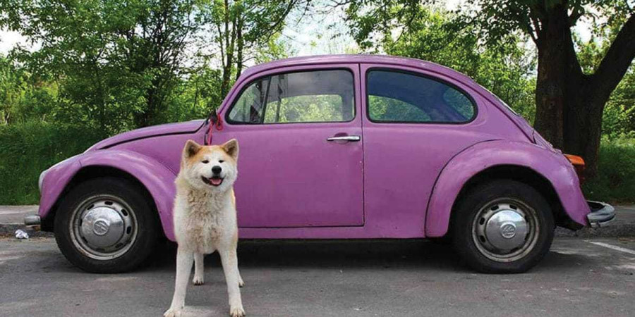 25 Car Names for Dogs (With Meanings)