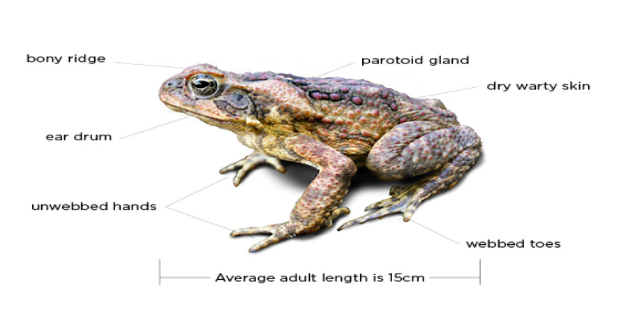 What is the Toad Terpene? Unlocking its Aroma and Potential Effects