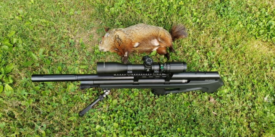Can You Kill a Groundhog with a Pellet Gun? A Comprehensive Look